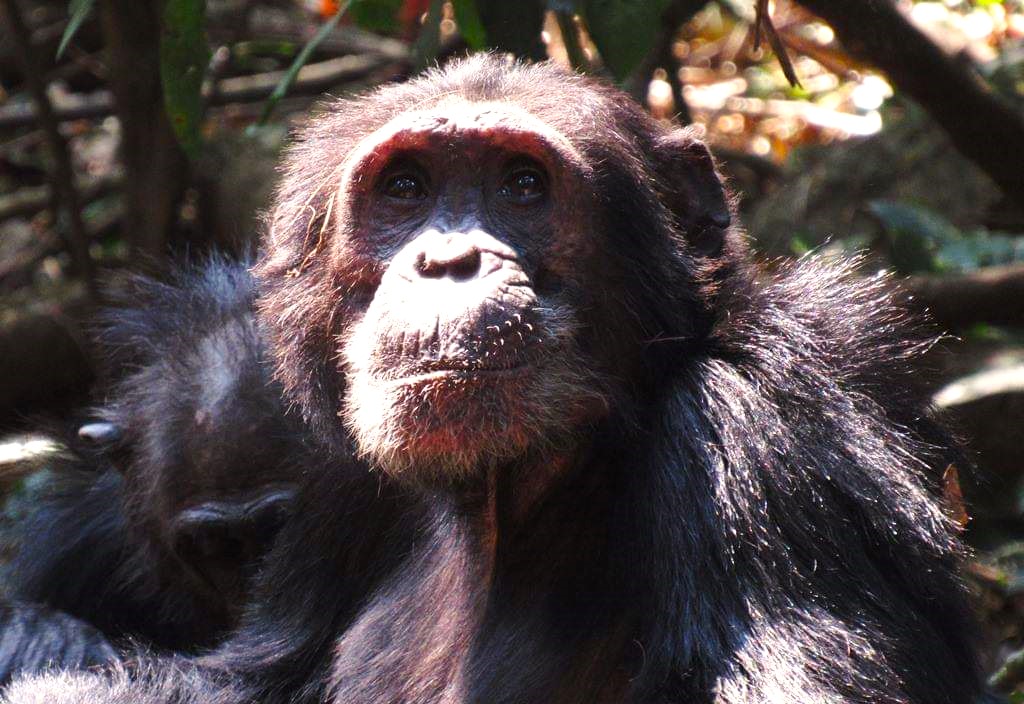 Schimpansen im Gombe-Stream-Nationalpark 3