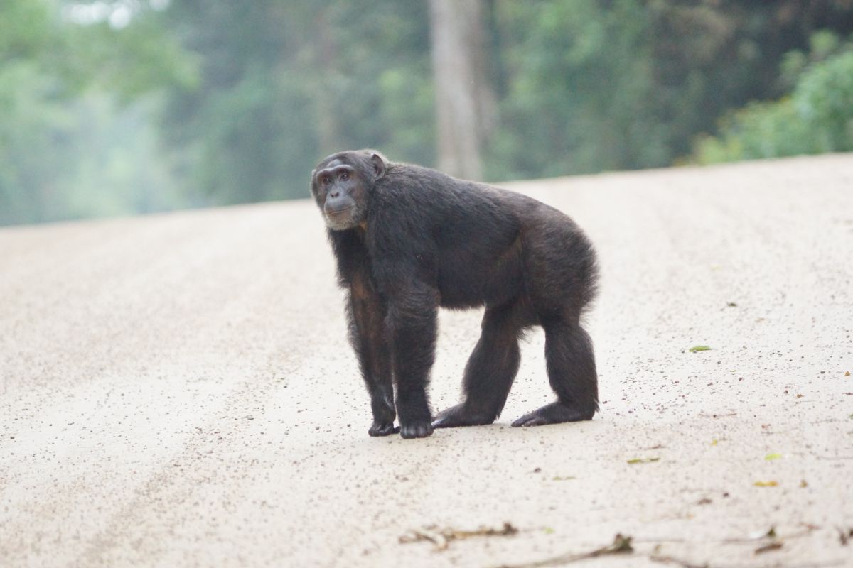 Schimpansen im Gombe-Stream-Nationalpark 9