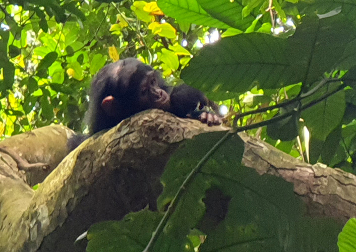 Schimpansen im Gombe-Stream-Nationalpark 8