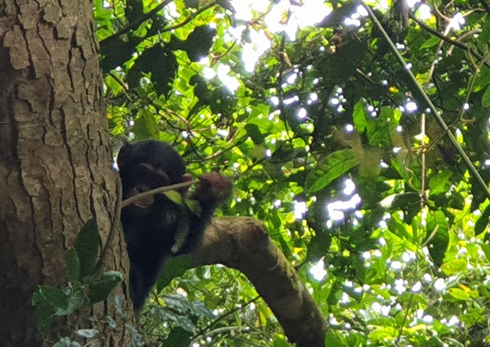 Schimpansen im Gombe-Stream-Nationalpark 4