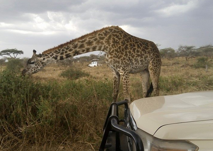 Tansania Safari Deluxe 1