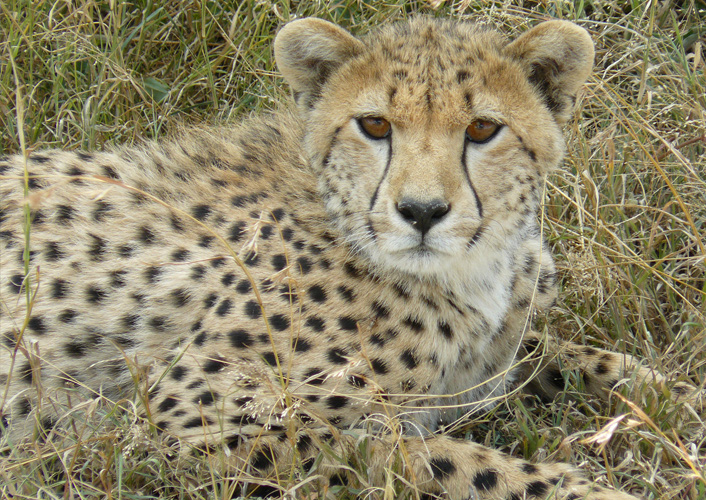 Tansania Safari Deluxe 2