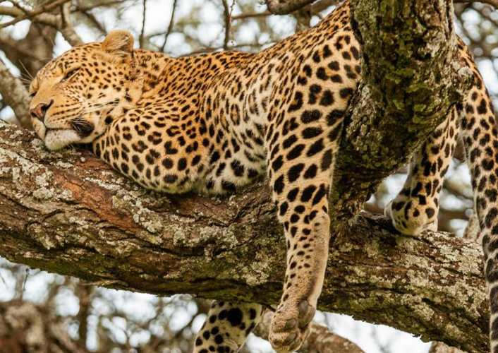 Tansania Safari Deluxe 3