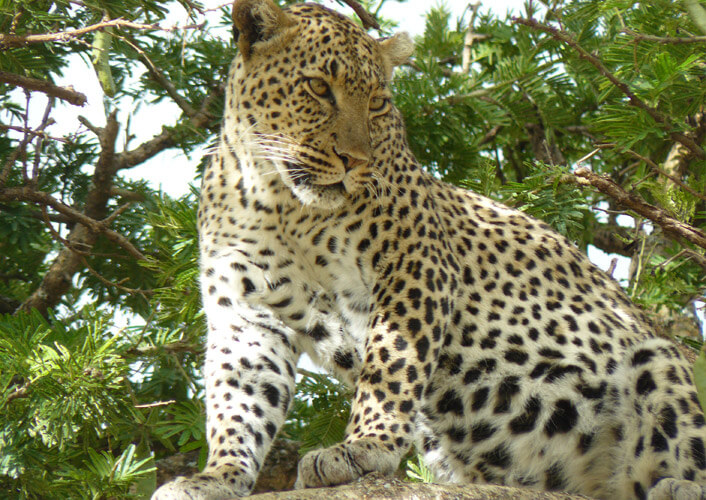 Abenteuer Tansania bis Viktoriasee 1