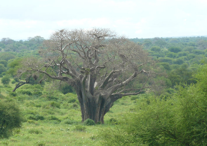 Abenteuer Tansania bis Viktoriasee 5