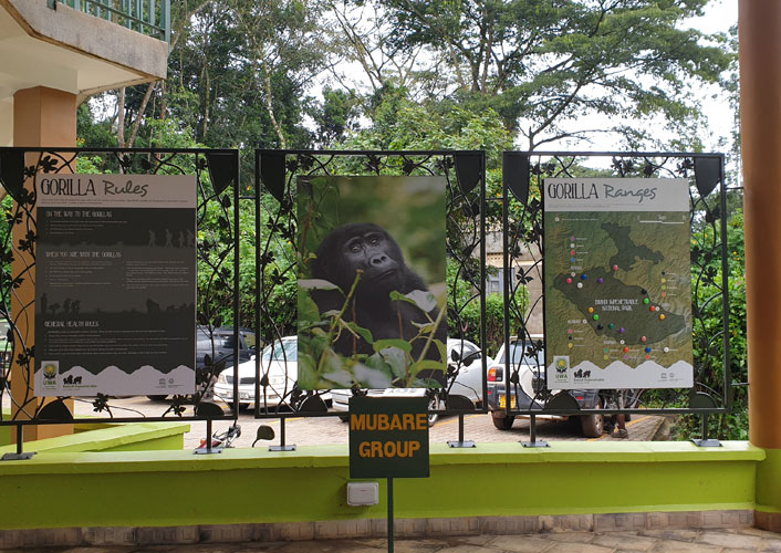 Berggorillas im Bwindi Nationalpark / Uganda 3