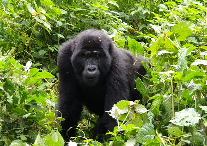 Berggorillas im Bwindi Nationalpark / Uganda 4