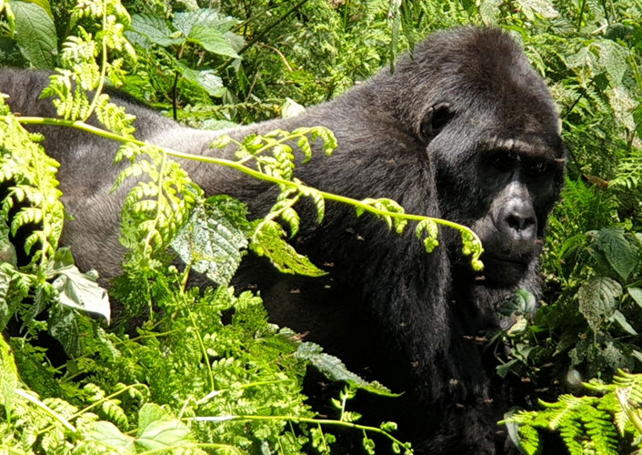 Berggorillas im Bwindi Nationalpark / Uganda 5