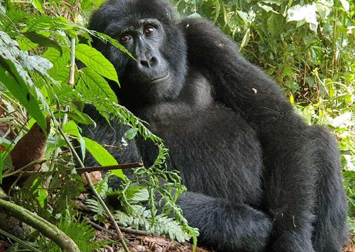 Berggorillas im Bwindi Nationalpark / Uganda 6