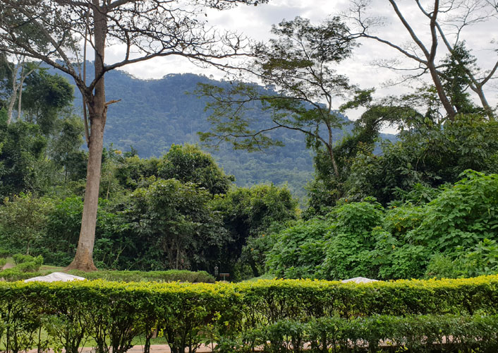 Berggorillas im Bwindi Nationalpark / Uganda 7