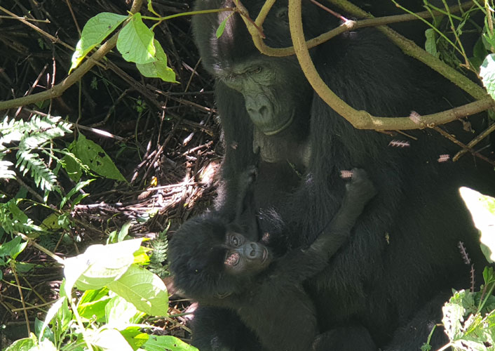 Berggorillas im Bwindi Nationalpark / Uganda 8