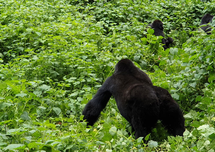 Berggorillas im Bwindi Nationalpark / Uganda 9