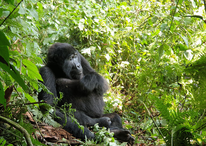 Berggorillas im Bwindi Nationalpark / Uganda 10