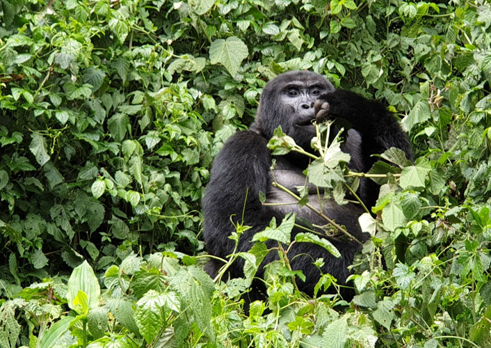 Berggorillas im Bwindi Nationalpark / Uganda 11