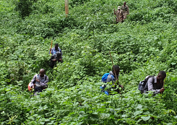 Berggorillas im Bwindi Nationalpark / Uganda 12